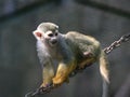 Golden monkey Royalty Free Stock Photo