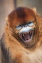 Golden monkey Royalty Free Stock Photo