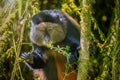 A golden monkey in a bamboo forest in Rwanda.