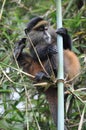 Golden Monkey (Cercopithecus kandti) Royalty Free Stock Photo