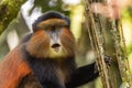 Golden Monkey - Cercopithecus kandti