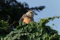 Golden monkey or Cercopithecus kandti portrait on top of vine covered tree looking toward camera with bright eyes Royalty Free Stock Photo