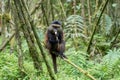 Golden monkey in Volcanoes National Park Royalty Free Stock Photo