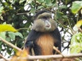 Golden monkies - Cercopithecus kandti - in the jungle in Rwanda, African wildlife