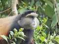 Golden monkies - Cercopithecus kandti - in the jungle in Rwanda, African wildlife