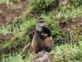 Golden monkies - Cercopithecus kandti - in the jungle in Rwanda, African wildlife