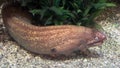 A Golden Moray Eel Royalty Free Stock Photo