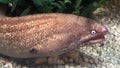 A Golden Moray Eel Royalty Free Stock Photo