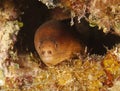Golden moray eel ,utila, honduras underwater snake Royalty Free Stock Photo