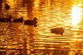 Golden morning and duck on lake in autumn reflections