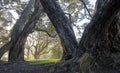 Golden morning light in Dove Myer Robimson Park in Auckland New Zealand