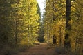 Golden Morning Light on Mountain Hiking Trail Royalty Free Stock Photo