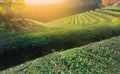 The golden morning light shines on the tea plantation. Royalty Free Stock Photo