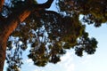 Golden morning light on tall pine tree Royalty Free Stock Photo