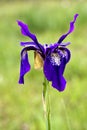 Golden Moth on Purple Iris