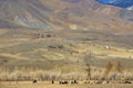 Golden Mountains of Altai