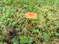 Golden Mushroom on Green Moss6 Royalty Free Stock Photo