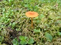 Golden Mushroom on Green Moss5 Royalty Free Stock Photo