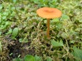Golden Mushroom on Green Moss3 Royalty Free Stock Photo