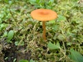 Golden Mushroom on Green Moss2 Royalty Free Stock Photo