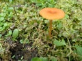 Golden Mushroom on Green Moss Royalty Free Stock Photo