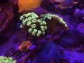 Golden Mushroom and Trumpet Kriptonite Coral on a Reef Tank