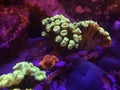 Golden Mushroom and Trumpet Kriptonite Coral on a Reef Tank