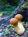 Golden Mushrooms in forest with macro view, copy space and blurred background. Gymnopilus junonius