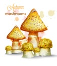 Golden Mushrooms watercolor Vector isolated on white backgrounds