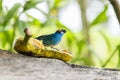 Golden-naped Tanager Eating 2