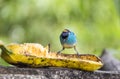 Golden-naped Tanager Eating 1