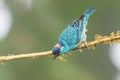 Golden-naped Tanager - Tangara ruficervix