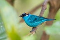 Golden-naped Tanager - Tangara ruficervix