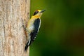 Golden-naped woodpecker, Melanerpes chrysauchen, sitting on tree trink with nesting hole, black and red bird in nature habitat,