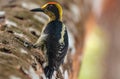 A Golden-naped Woodpecker on a Tree in the Costa Rican Jungle