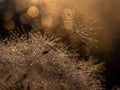 Golden natural background, texture. Dandelion with drops of water at sunset-macro. Photo picture