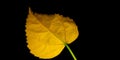 Golden natural leaf