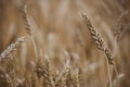 Golden natural toned Wheat field