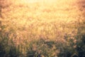 Golden nature abstract background concept, soft focus, bokeh, wa Royalty Free Stock Photo