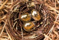 Golden Nest Eggs Royalty Free Stock Photo