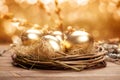 Golden nest eggs Royalty Free Stock Photo