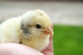 Golden newborn chick in children hands, Royalty Free Stock Photo