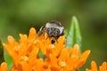 Golden Northern Bumblebee