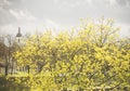 Golden Norway Maple (Acer platanoides) blooms