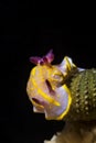 Golden nudi