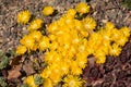 Golden nugget delosperma and other succulents in rockery, carpet