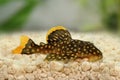 Golden nugget pleco catfish Plecostomus L-018 Baryancistrus xanthellus Royalty Free Stock Photo