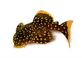 Golden nugget pleco catfish Plecostomus L-018 Baryancistrus xanthellus Royalty Free Stock Photo