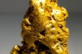 Golden nuggets in museum. Gold in nuggets