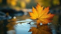 Golden oak leaf descends, touching glassy water, autumn leaf, water reflection, leaf Royalty Free Stock Photo